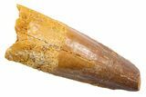 Fossil Spinosaurus Tooth - Real Dinosaur Tooth #345567-1